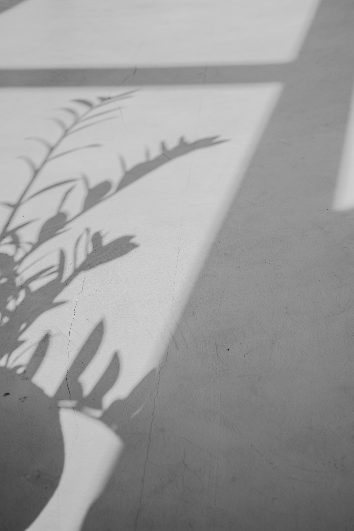 Shadow of Leaves on a Wall